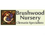 灌木丛苗圃， Brushwood Nursery