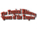热带芙蓉 ，The Tropical Hibiscus "Queen of the Tropics"