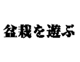 日本野趣盆栽