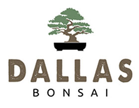 美国达拉斯盆景 Dallas Bonsai