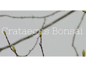 Michael Hagedorn的山楂盆景 Crataegus Bonsai