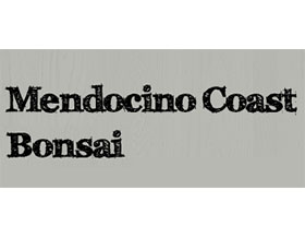 门多西诺海岸盆景 ，Mendocino Coast Bonsai