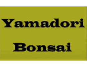 瑞士树桩盆景 YAMADORI BONSAI