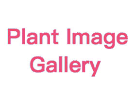 植物图片画廊， Plant Image Gallery