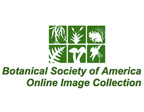 美国植物协会在线植物图库 ，Botanical Society of America Online Image Collection