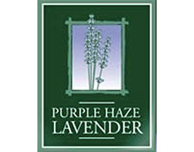 紫色迷雾薰衣草农场 PURPLE HAZE LAVENDER Farm