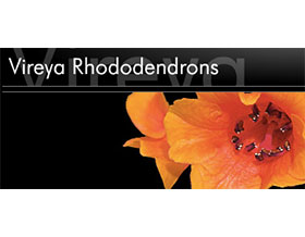 VIREYA 杜鹃 VIREYA RHODODENDRONS