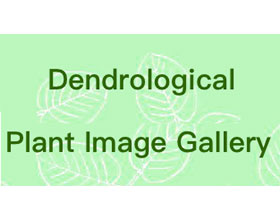 树木植物图像画廊 Dendrological Plant Image Gallery