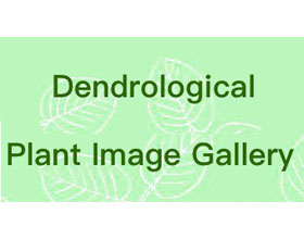 德国树木植物图像画廊 Dendrological Plant Image Gallery