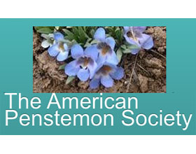 美国钓钟柳协会 The American Penstemon Society