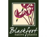 加拿大黑脚原生植物 Blackfoot Native Plants