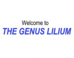 百合属网站 THE GENUS LILIUM