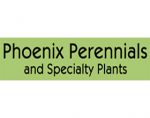 加拿大凤凰多年生植物 Phoenix Perennials