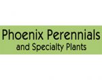 加拿大凤凰多年生植物 Phoenix Perennials