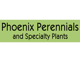 加拿大凤凰多年生植物 Phoenix Perennials