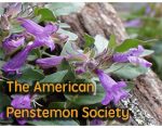 美国钓钟柳协会 The American Penstemon Society