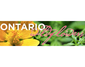 加拿大安大略省的野花 Ontario Wildflowers