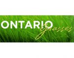 加拿大安大略省的草 Ontario Grasses