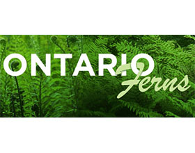 加拿大安大略省的蕨类 Ontario Ferns