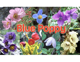 日本蓝色罂粟（绿绒蒿）协会图片网 Blue Poppy Society Japan Blue Poppy Photogallery