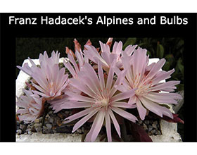 奥地利弗兰兹海达克的高山和球根花卉 Franz Hadacek's Alpines and Bulbs