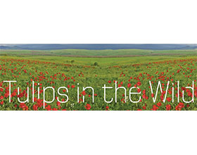 野生郁金香 Tulips in the Wild