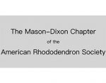 美国杜鹃花协会的梅森-狄克逊分会 The Mason-Dixon Chapter of the American Rhododendron Society