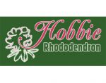 德国霍比杜鹃 Hobbie Rhododendron