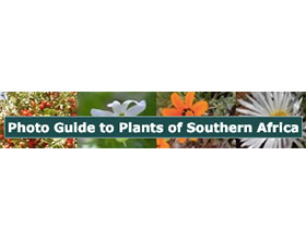 南非植物指南 Photo Guide to Plants of Southern Africa