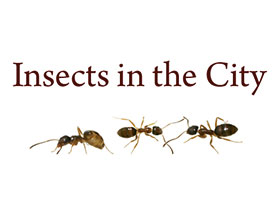 城市中的昆虫 Insects in the City