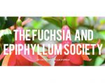 美国新奥尔良吊钟海棠和昙花协会 THE FUCHSIA AND EPIPHYLLUM SOCIETY OF CRESCENT CITY