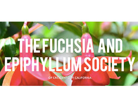 美国新奥尔良吊钟海棠和昙花协会 THE FUCHSIA AND EPIPHYLLUM SOCIETY OF CRESCENT CITY