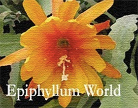 美国昙花世界苗圃 Epiphyllum World