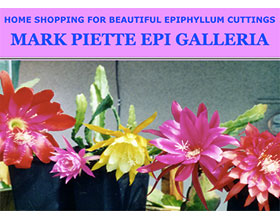 美国Mark Piette Epi Galleria昙花苗圃