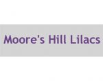美国摩尔山丁香 Moore's Hill Lilacs