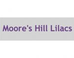 美国摩尔山丁香 Moore's Hill Lilacs