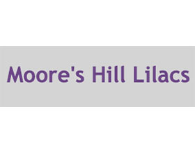 美国摩尔山丁香 Moore's Hill Lilacs