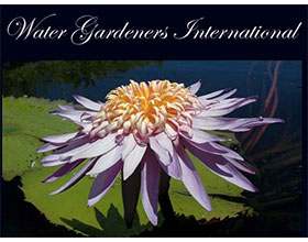 国际水花园园丁 Water Gardeners International