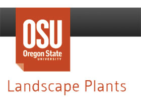 俄勒冈州立大学农业科学学院园艺系 Oregon State University College of Agricultural Sciences Department of Horticulture Landscape Plants