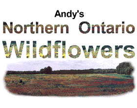 安迪的北安大略野花 Andy's Northern Ontario Wildflowers