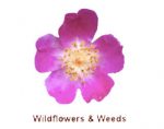 野花和野草网 Wildflowers-and-Weeds.com