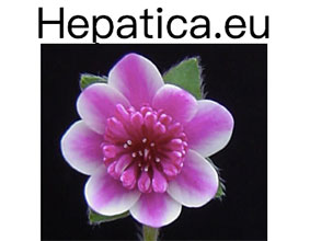 獐耳细辛（雪割草）网 Hepatica.eu