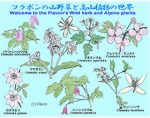 日本 Flavone 野生香草和高山植物世界 Flavon's Wild herb and Alpine plants