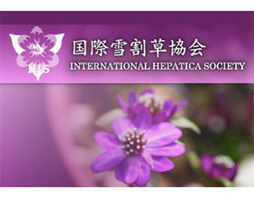 国际雪割草（獐耳细辛）协会 INTERNATIONAL HEPATICA SOCIETY