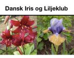 丹麦鸢尾花和百合俱乐部 Dansk Iris og Liljeklub