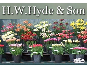 英国 H.W.Hyde & Son 苗圃