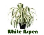 龙血树属“白杨White Aspen”被选为2019年度热带植物产业展览会最佳植物