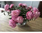 牡丹成功的领悟和提示 Insight and tips for peony success