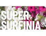 超级观赏植物品牌 Surfinia®