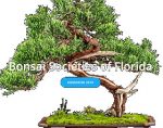 美国佛罗里达州盆景协会 Bonsai Societies of Florida